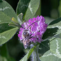●大乗寺丘陵公園でシジミチョウ（ツバメシジミ、ベニシジミ）蜂　ヒヨドリ　ヘラオオバコの花