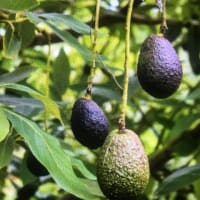 アボカド弁護士？　　　　Avocado vs. Avocado？ 