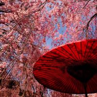 赤い野点傘-奈良県東吉野村：高見の郷