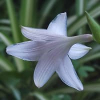 水無月二十日大安JULIEday前日。blog七千日目の朝に擬宝珠開花
