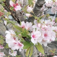 おはようございます(*^^*)