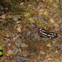 爽やかな5月の花巡り