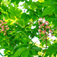 ユキノシタ、カルミア、ミズキ・・・（板橋区立赤塚植物園 2025.5.5撮影）
