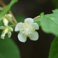香り豊かなマタタビの花