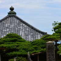 洛西　　善峯寺　あじさい
