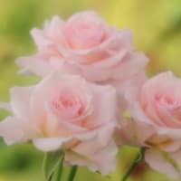 薔薇・・・（2）