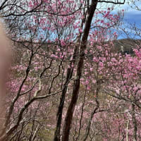 おおさる山乃家～茶の木畑山