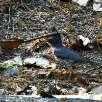 緑地公園の野鳥