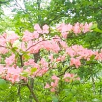 サンショウバラの湯船山に