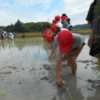 2025.6.25　田植え（３年生）