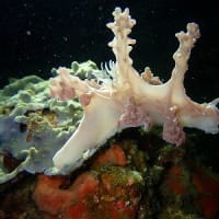 珍しいウミウシ