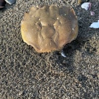 お散歩中にいい感じ～白と黄色の甘く香る花