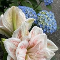 アマリリス