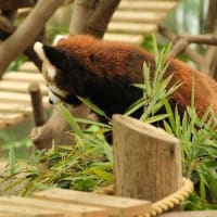 俺VS韓国の動物たち　vol.3