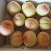 今年初めての桃、感謝だ