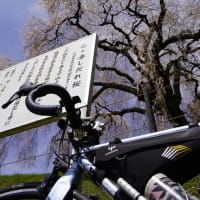 乙ヶ妻の桜を観にサイクリング