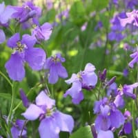 大紫羅欄花（オオアラセイトウ）・・紫花菜（ムラサキハナナ）