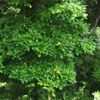 ツタウルシの青い実　本吉町