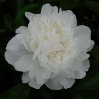 白いシャクヤクの開花