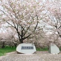 終了間際の桜と芝桜のコラボ