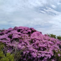 平治岳ミヤマキリシマ花見登山