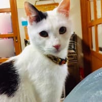 ネコパーティー開催中