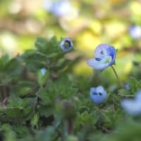 卒業式の想い出 。。昭和の卒業ソングは あれしかない(*´o`)•*¨*•.¸¸♪