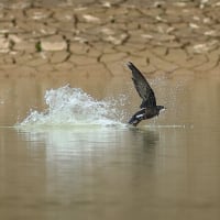 ハリオアマツバメさんに逢えた　Ⅲ