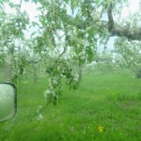 第3回目（落花直後）の薬剤散布