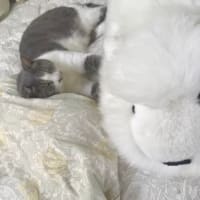 猫に大人気