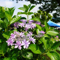 バス旅行で旬の花を