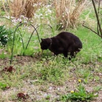 安曇野水鏡　花桃　黒猫と大根の花
