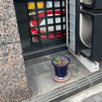 オサンポ walk - 植物plant : ソロ植木鉢 alone flowerpot