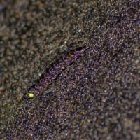 ゲンジボタルの幼虫上陸（東京）