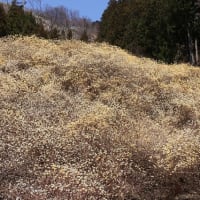 屋敷山ミツマタ群生地