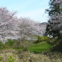 桜と　丸根城