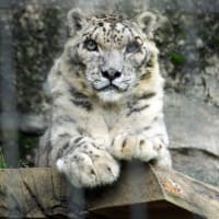 ありがとう