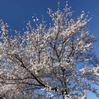 今年も・・・