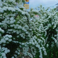 白い花の咲いている家