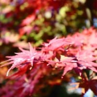 紅葉