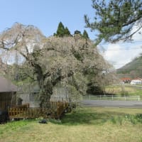 地久院の桜