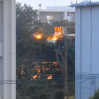あ～月下美人の花が見てみたい②　あ～残念！