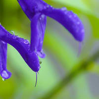 ●我が家の７月の花（11）　雨のメドーセージ　しずくにエキナセアが映り込み