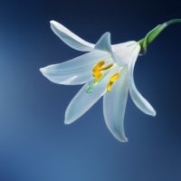 🎉 StreamFab ブラックフライデー特別セール開催中！ 🎉