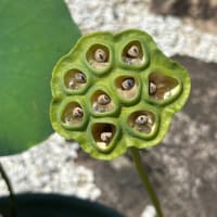 この時期の花は一服の清涼剤に