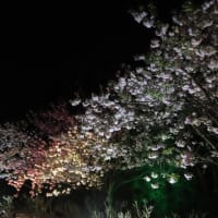 宇治市植物公園八重桜ライトアップ2024（宵の口編）