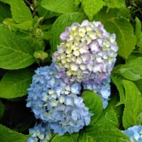 紫陽花