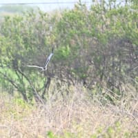 初めて撮ったマダラチュウヒ