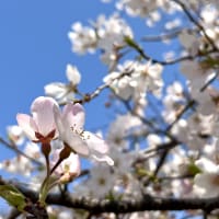 桜、咲く
