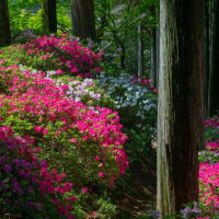 大興善寺のつつじ